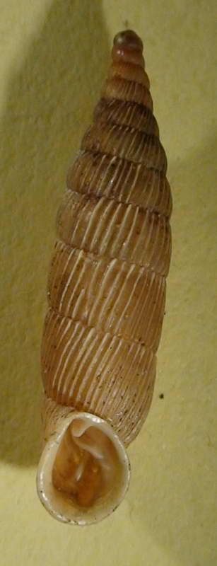 Variazione intraspecifica in Siciliaria gibbula